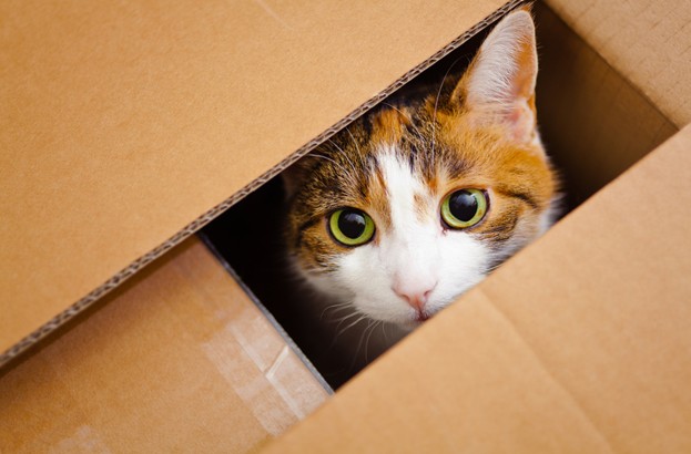 catbox-623x410