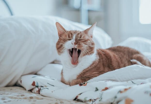 4000-databases-wiped-meow-attacks-623x427